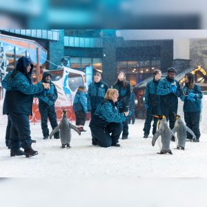 Breakfast With Penguins Is Back In Ski Dubai