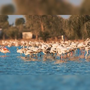 JLT Invites Dubai To Use Their Voice For An Authentic JLT